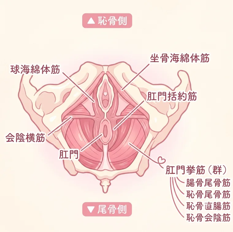 膣の周囲にある骨盤底筋群（肛門挙筋・会陰横筋・球海綿体筋・坐骨海綿体筋・肛門括約筋）の位置を示す解剖図